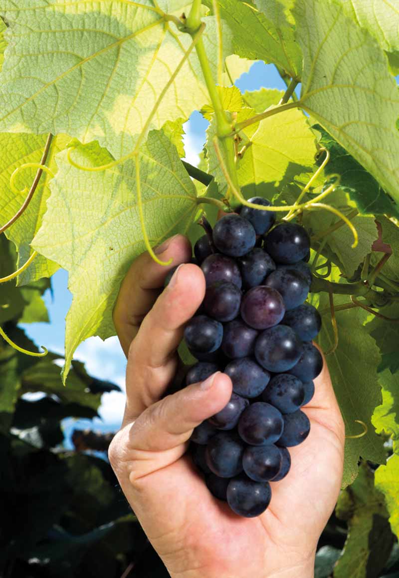 Alto Los Carneros Reserva - Explorando un mundo de vinos