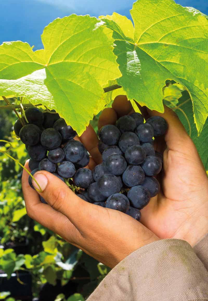 Alto Los Carneros Reserva - Explorando un mundo de vinos