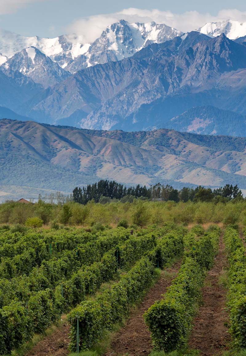 Alto Los Carneros Viñedo Argentina