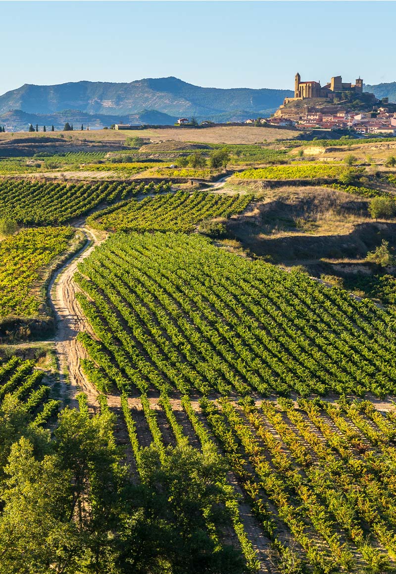 Alto Los Carneros Viñedo España